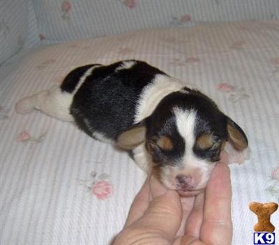 Mixed Breed Puppies for Sale